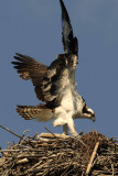 Osprey