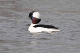 Bufflehead