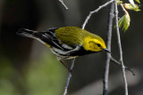 Black-throated Green Warbler
