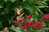 butterfly.swallowtail-flower.ratio-1.50h.p1100028.j2k.jpg
