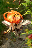 butterfly.swallowtail-lily.ratio-1.50v.p1100042.j2k.jpg