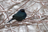 DSC_0250aC.jpg