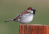 DSC_6403a.jpg