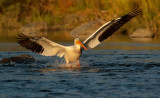 DSC_1069a.jpg