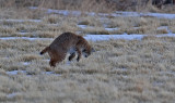 DSC_5983a.jpg