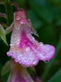 DSC_6926aC.jpg