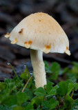 DSC_6947a.jpg