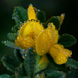 DSC_6976a.jpg