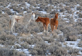 DSC_7618a.jpg