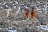 DSC_7619a.jpg