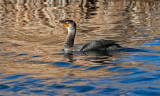 DSC_8772a.jpg