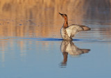 DSC_9022a.jpg