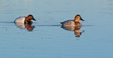 DSC_9031a.jpg