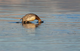 DSC_9065a.jpg