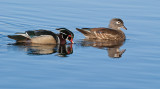 DSC_9333a.jpg