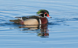 DSC_9362a.jpg