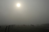 chevaux
