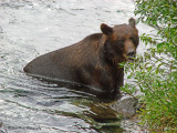 Grizzly Bear at Fish Creek near Hyder, Alaska