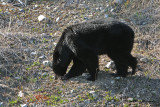 Black Bear Along the Alaskan Hwy in British Columbia, Canada