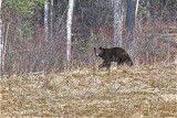 Black Bear Yukon Territory, Canada