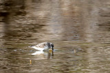 Sandpiper