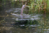 Anhinga coming up for air