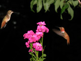 Male & female Rufous Hummingbirds