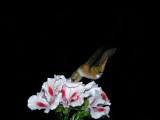Rufous Hummingbird on geraniums