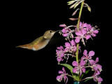 Rufous Hummingbird on Fire Weed flower