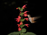 Rufous Hummingbird enjoying a Salvia flowers