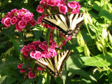 Two Western Swallowtail butterfly Enjoying a sweet william