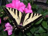 Western Swallowtail butterfly