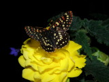  Snowberry Checkerspot Butterfly