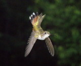 Free flying female hummingbird
