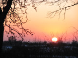 Sunset in the orchard, January 2010