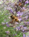 Honeybee outside the kitchen, summer 2009