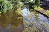 The canals can get overgown in summer.