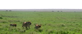 Serengeti female + cubs