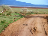 Warthog babes