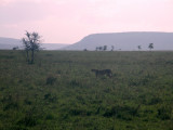 Cheetah prowls