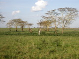 Giraffe camouflage