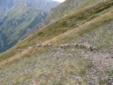 schapen richting col de la Muzelle