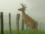 JPG CS 4Jumping Buck DSC_8458.jpg