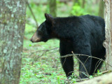 JPG CS 3 Mama Bear -6905.jpg