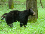 JPG CaS 5b Mama Bear-6950.jpg