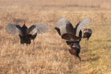 JPG CS Turkey Wings -2113.jpg