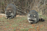 JPG C Two Young Coons -2700.jpg