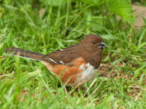 Female Rufous-Sided Towhee