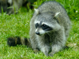 JPG CS Relaxing Raccoon DSC_3387.jpg