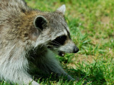 JPG CS 4Rosie Raccoon DSC_5356.jpg